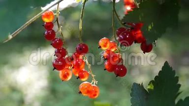红色罗纹红宝石浆果植物特写高清镜头-红醋栗落叶灌木果实自然浅视频